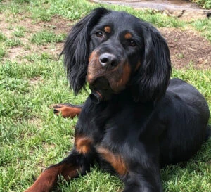 Arthrex Vet orthopedics helps Otis recover from CCL tear