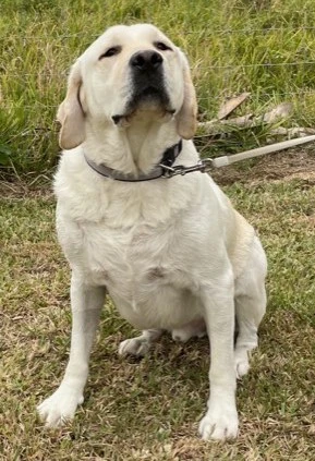 Arthrex Vet orthopedics helps Otis recover from CCL tear