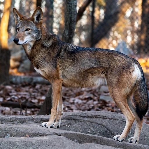 Arthrex Vet orthopedics helps Otis recover from CCL tear