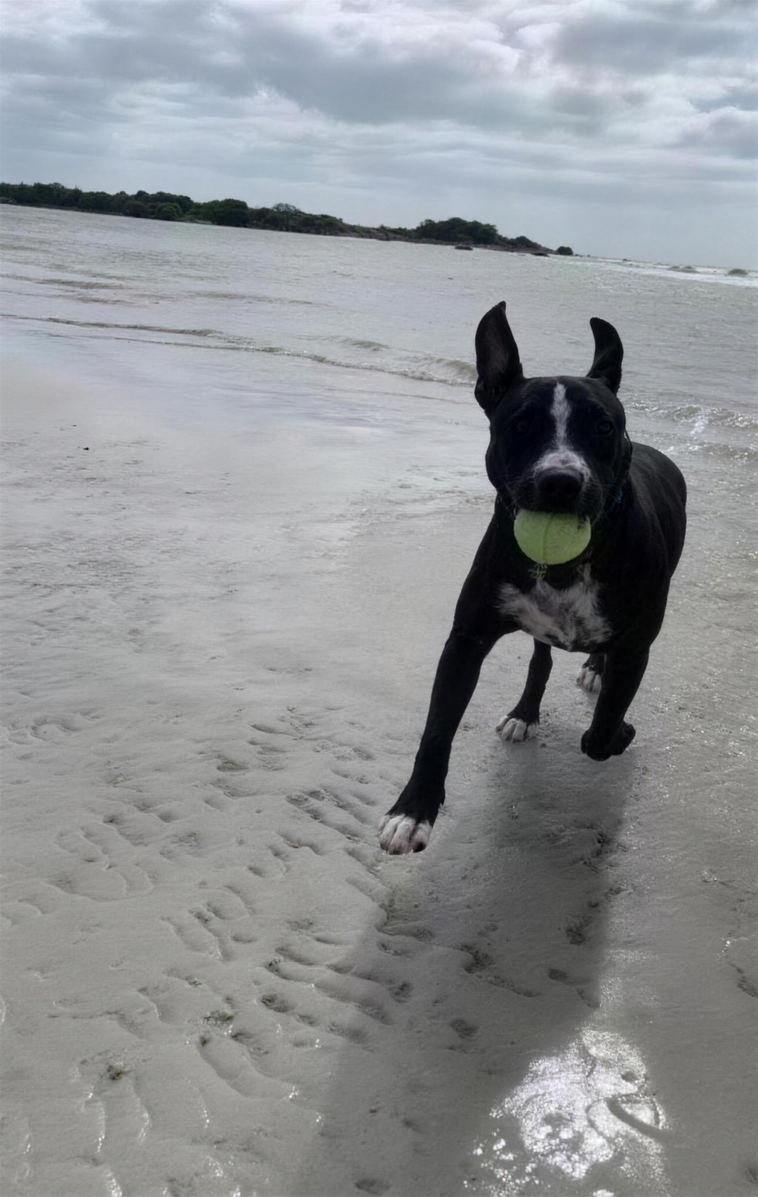 Arthrex Vet orthopedics helps Otis recover from CCL tear