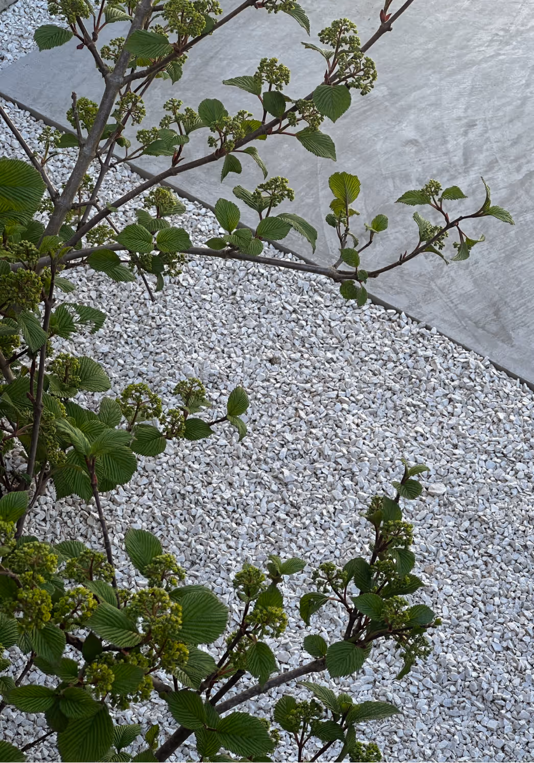 Takken van een struik met groene bladeren en knoppen boven een bed van witte grindstenen naast een grijs betonoppervlak.