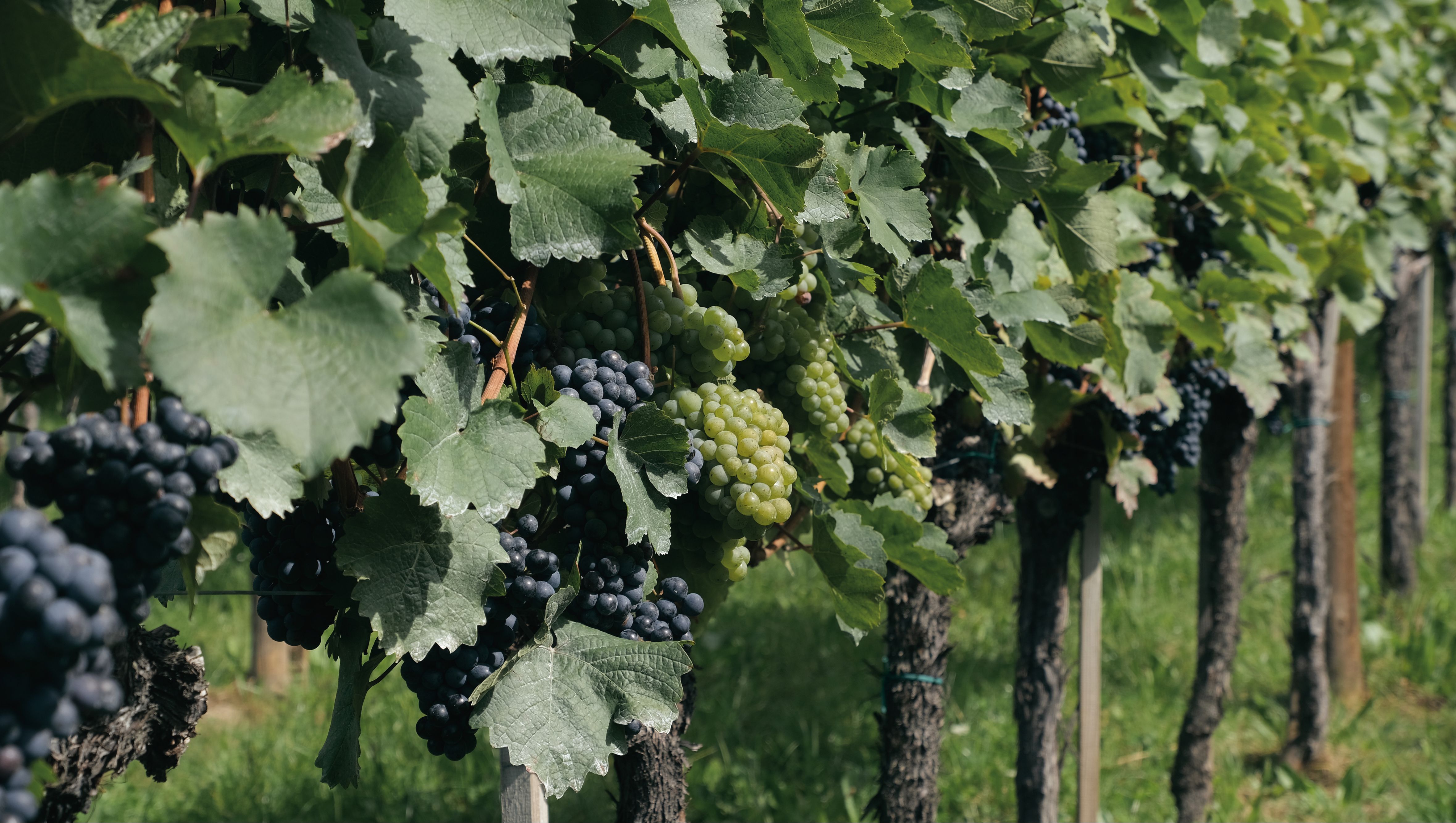 Rangée de vignes avec grappes de raisin vert et violet pendantes au soleil.