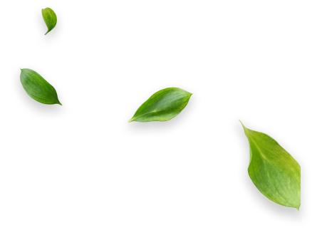 Quatro folhas verdes dispersas em fundo transparente.