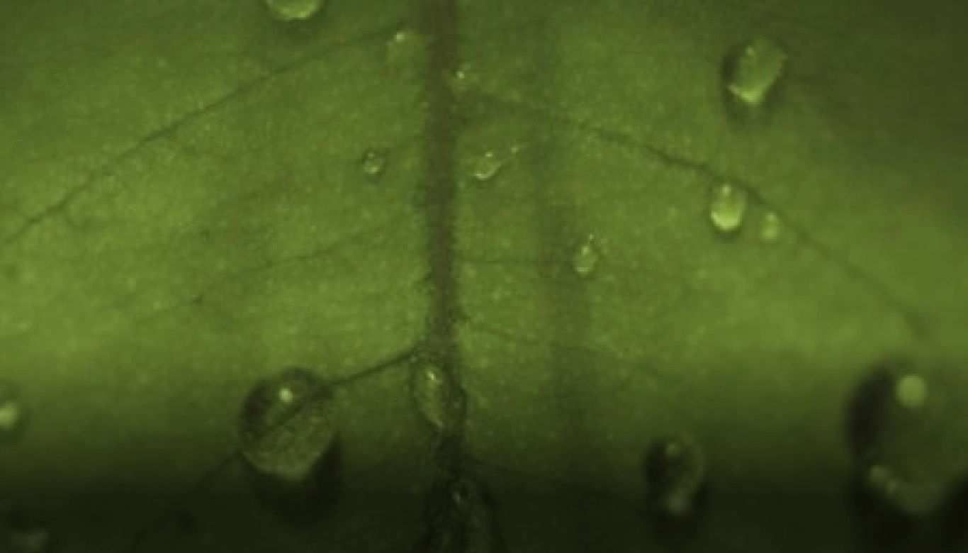 Gotas de orvalho sobre a superfície de uma folha verde vista de perto.