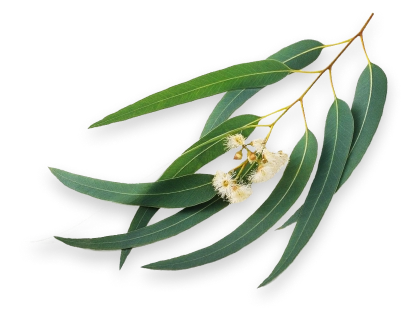 Galho de eucalipto com folhas alongadas verdes e pequenas flores brancas.