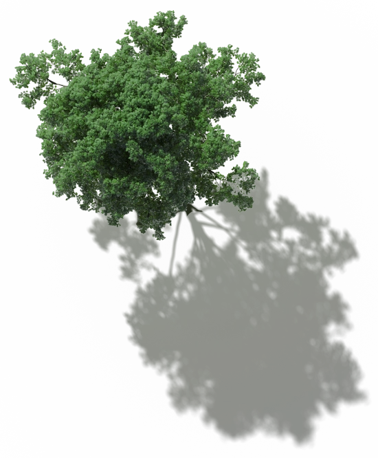 Vista aérea de uma árvore verde densa com sombra projetada em fundo preto.