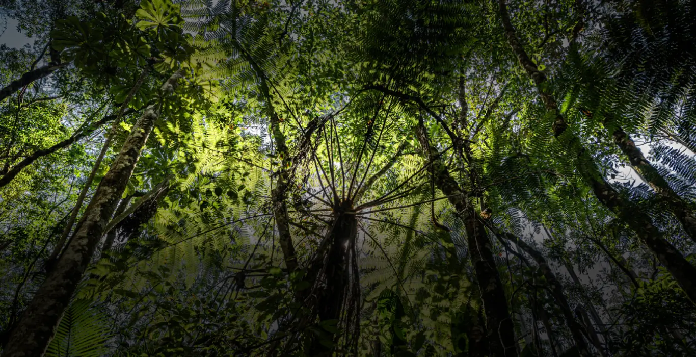 Vista para cima da copa de árvores altas em floresta densa com folhas verdes iluminadas pelo sol.