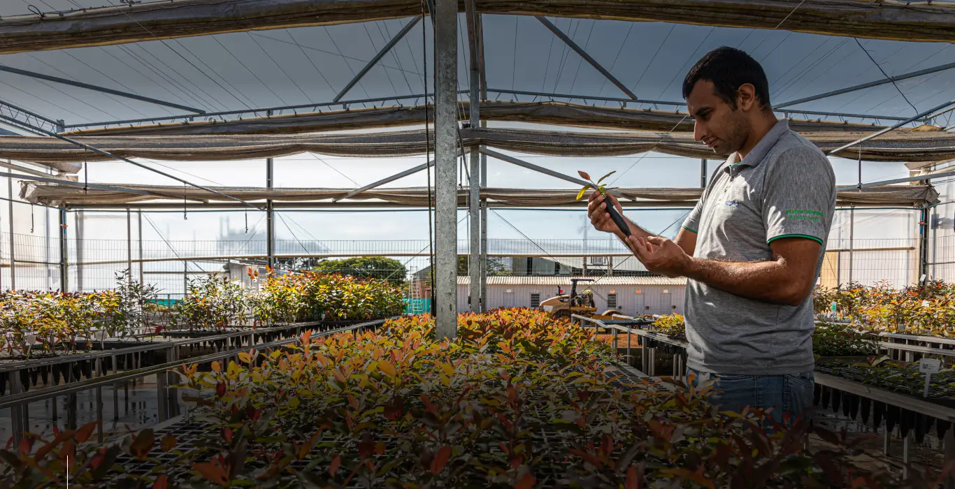 Homem inspecionando uma muda de planta em uma estufa cheia de plantas jovens.
