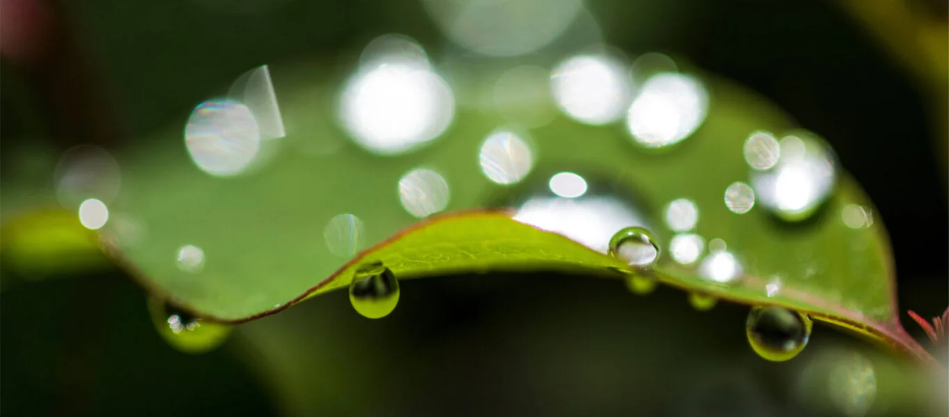 Gotas de água brilhantes descansando sobre uma folha verde com fundo desfocado.