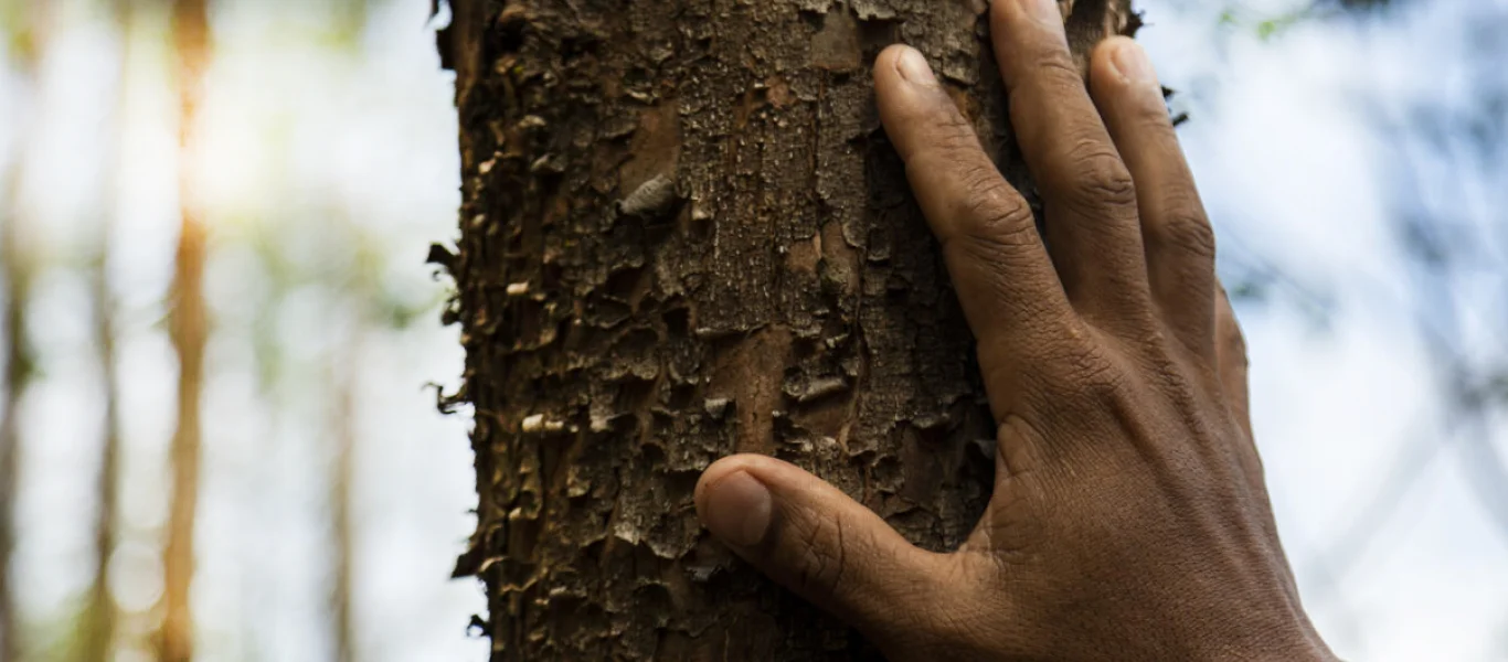 Mão humana tocando o tronco de uma árvore em uma floresta com luz suave ao fundo.