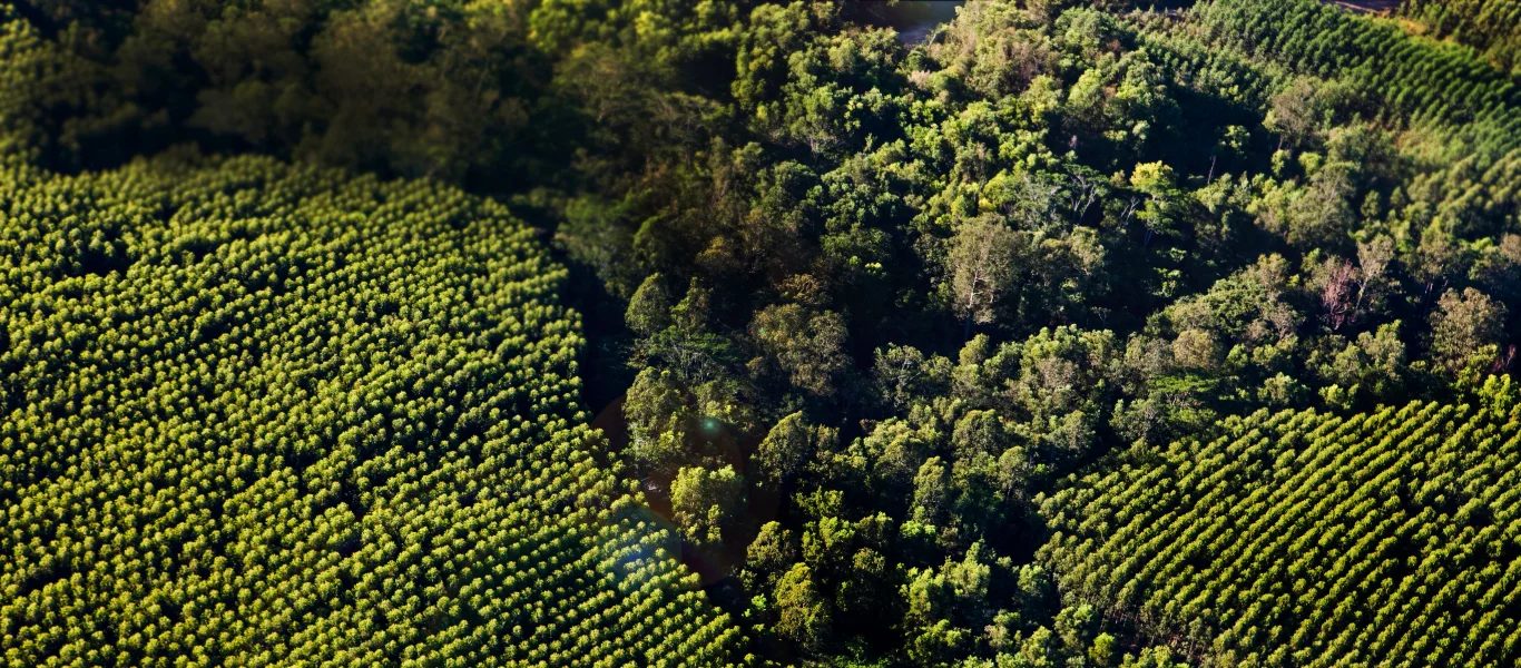Vista aérea de uma área com plantações organizadas em linhas ao lado de uma floresta densa e verde.