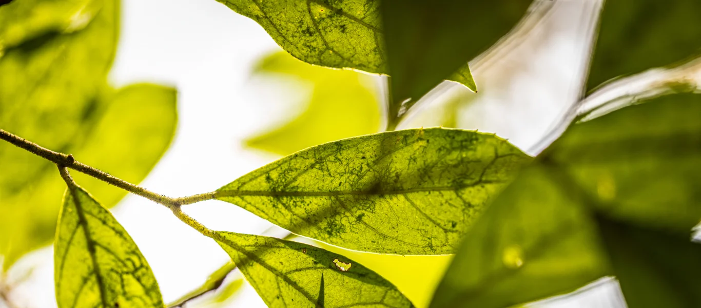 Folhas verdes iluminadas pela luz solar destacando suas veias detalhadas.