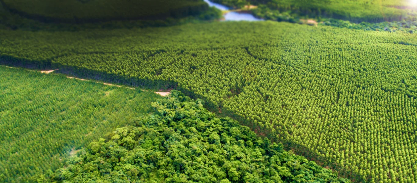 Vista aérea mostrando uma floresta densa cercada por plantações organizadas em linhas retas.
