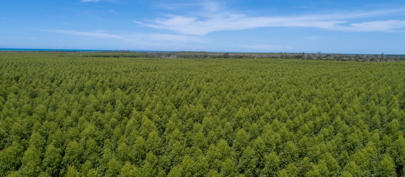 Vista aérea de uma vasta plantação de árvores verdes sob um céu azul com poucas nuvens.