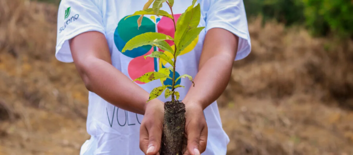 Pessoa segurando um pequeno pé de planta com terra em um ambiente ao ar livre.