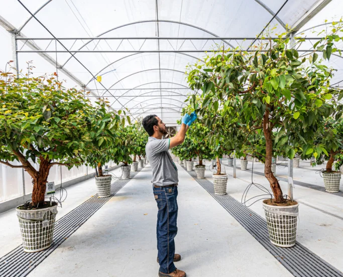 Homem cuidando de planta em vaso grande dentro de estufa espaçosa com várias árvores em vasos alinhados.