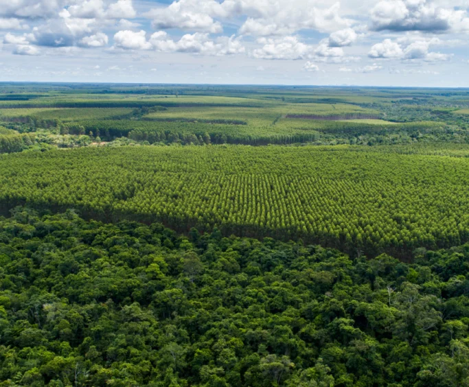 Vista aérea de uma grande floresta com áreas de reflorestamento organizadas em fileiras sob um céu parcialmente nublado.