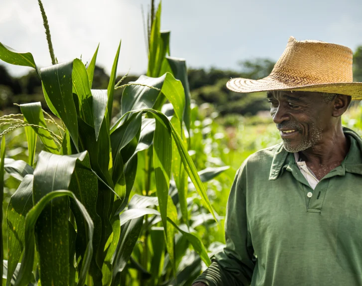 Homem usando chapéu de palha sorrindo enquanto observa plantações verdes de milho.