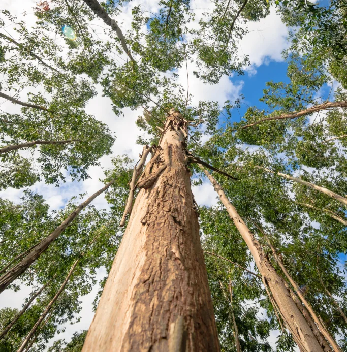 Tronco de árvore visto de baixo para cima, cercado por outras árvores com folhas verdes e céu azul com nuvens ao fundo.
