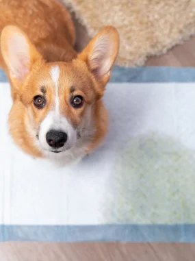 Cachorro da raça Corgi olhando para cima sobre um tapete absorvente branco com bordas azuis.