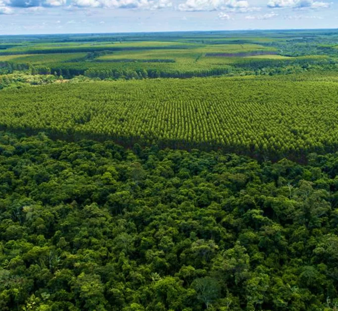 Vista aérea de uma grande floresta densa com áreas de plantação organizada ao fundo sob um céu parcialmente nublado.