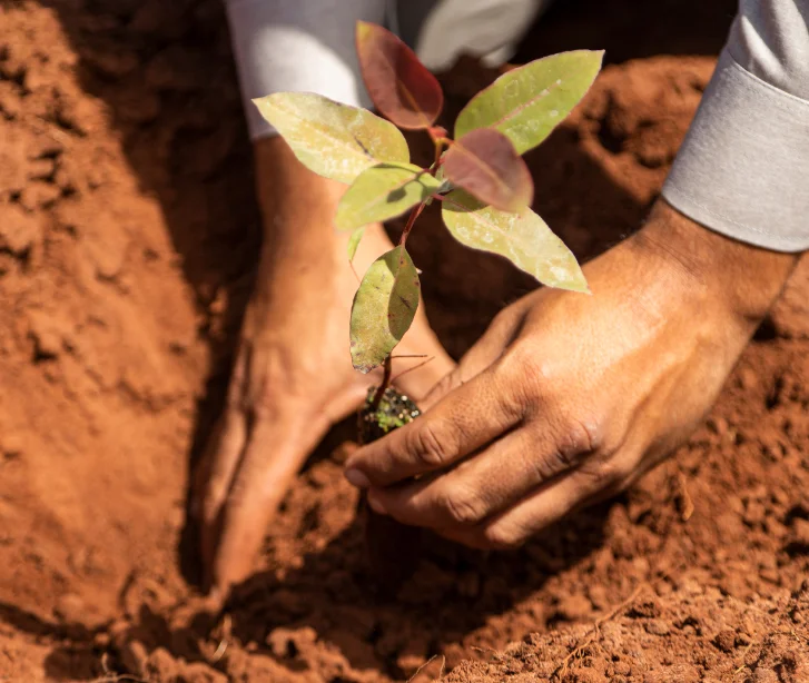 Pessoas plantando uma muda em solo vermelho, simbolizando sustentabilidade e cuidado ambiental.