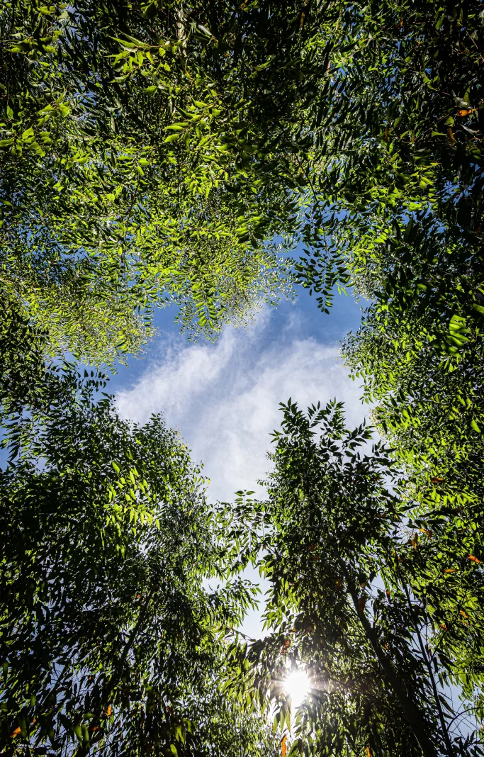 Vista para o céu azul através de copas de árvores verdes com o sol brilhando entre as folhas.