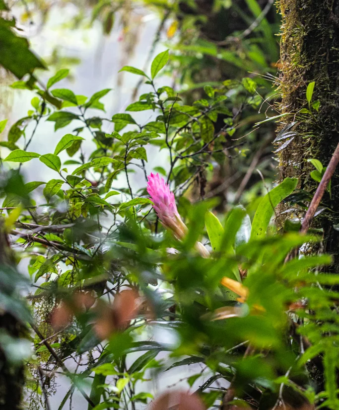Flor rosa cercada por folhas verdes em uma floresta densa com árvore coberta de musgo ao fundo.