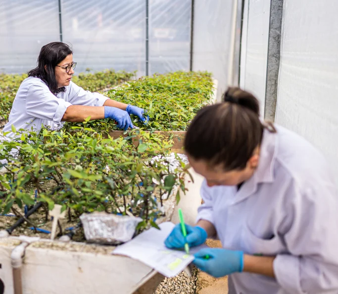 Duas mulheres em laboratório de plantas, uma inspecionando mudas verdes e a outra anotando dados com luvas azuis.