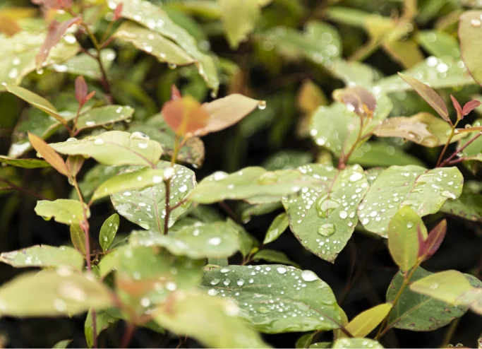 Folhas verdes com gotas de água sobre elas em um ambiente natural.