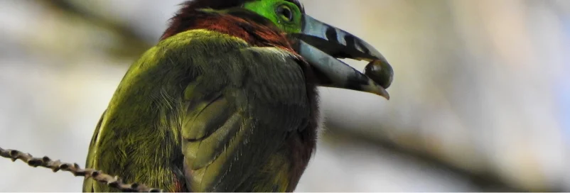 Pássaro com plumagem verde e vermelha segurando um fruto com o bico em um galho fino.