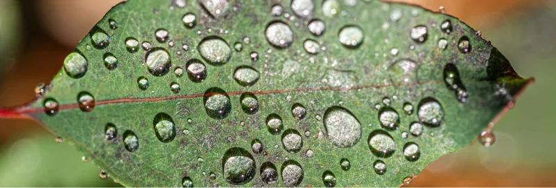 Folha verde com várias gotas de água brilhantes sobre sua superfície.