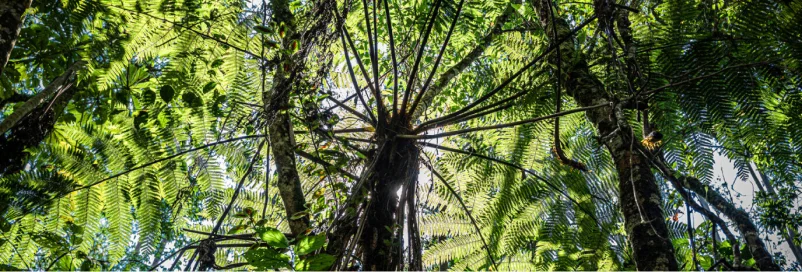 Vista para cima de samambaias grandes e árvores em floresta iluminada pela luz solar.