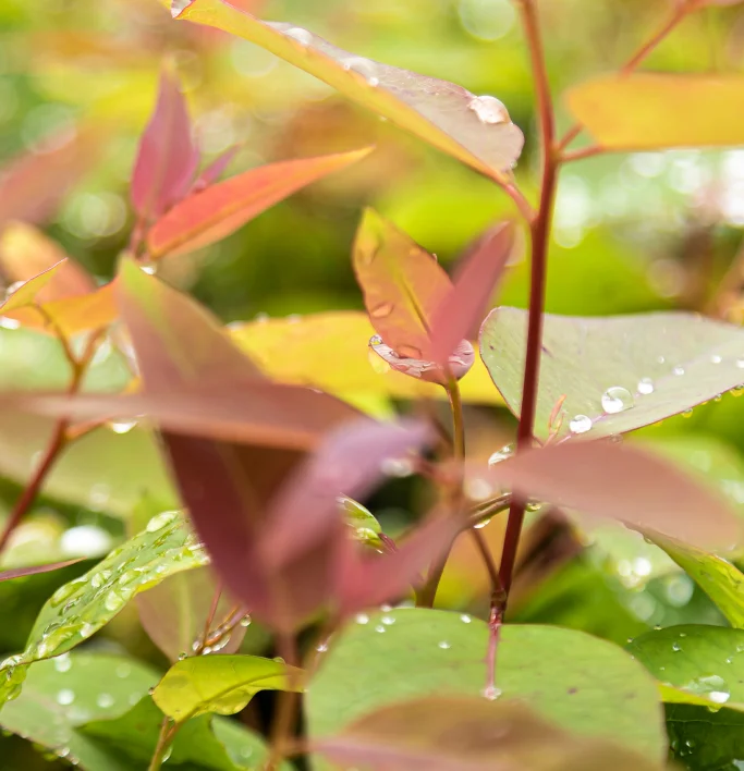 Folhas verdes e avermelhadas com gotas de água em um fundo desfocado de vegetação.
