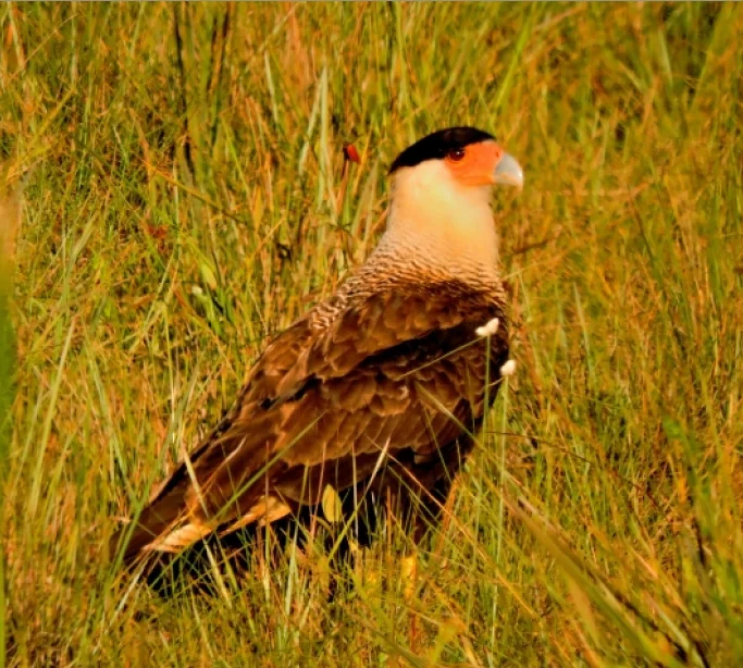 Falcão carcará com cabeça preta e bico branco, pousado em meio a grama alta.