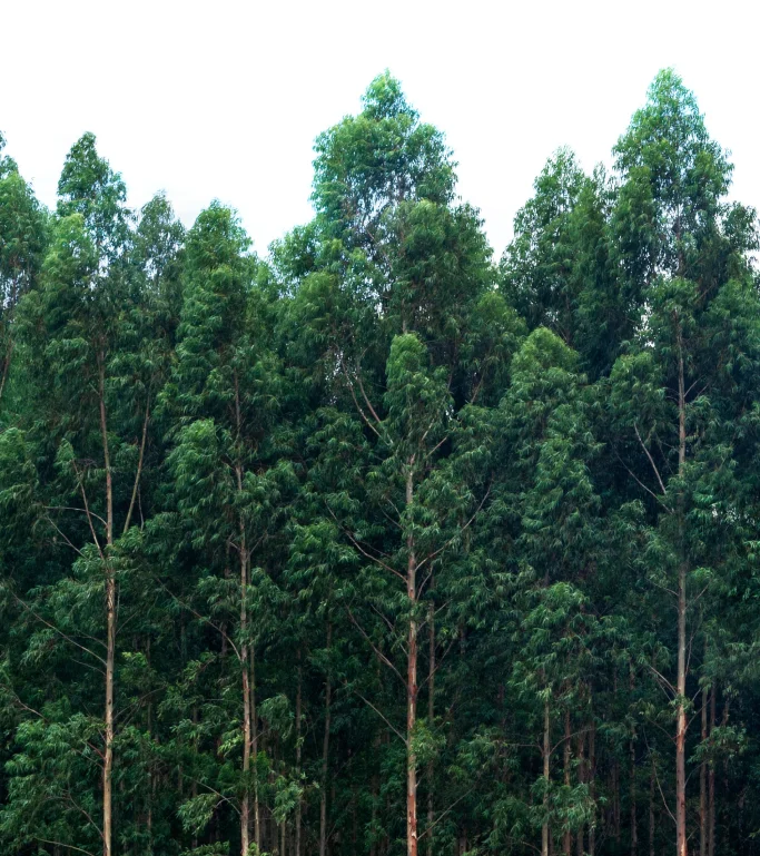 Grupo denso de árvores altas com folhas verdes em um céu claro.