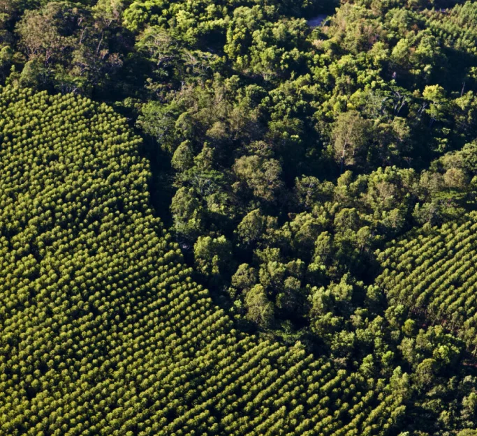 Vista aérea mostrando áreas de floresta densa ao lado de plantações organizadas em linhas.