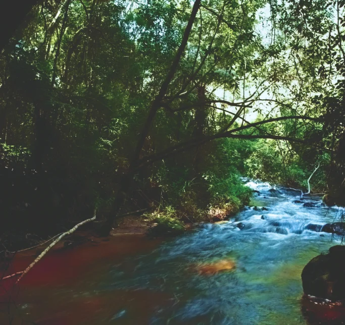 Rio com água corrente cercado por vegetação densa e árvores com galhos se estendendo sobre a água.