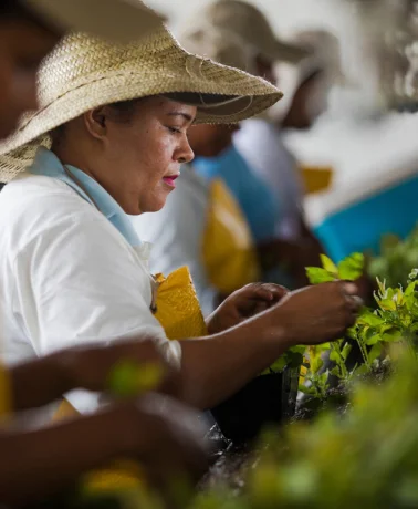 Mulher com chapéu de palha e avental amarelo cuidando de plantas verdes em ambiente de cultivo.