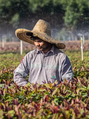 Agricultor usando chapéu de palha trabalhando em plantação com irrigação ao fundo.