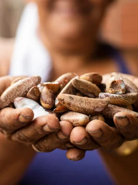 Mãos com pele escura segurando castanhas-do-pará com casca, em fundo desfocado.