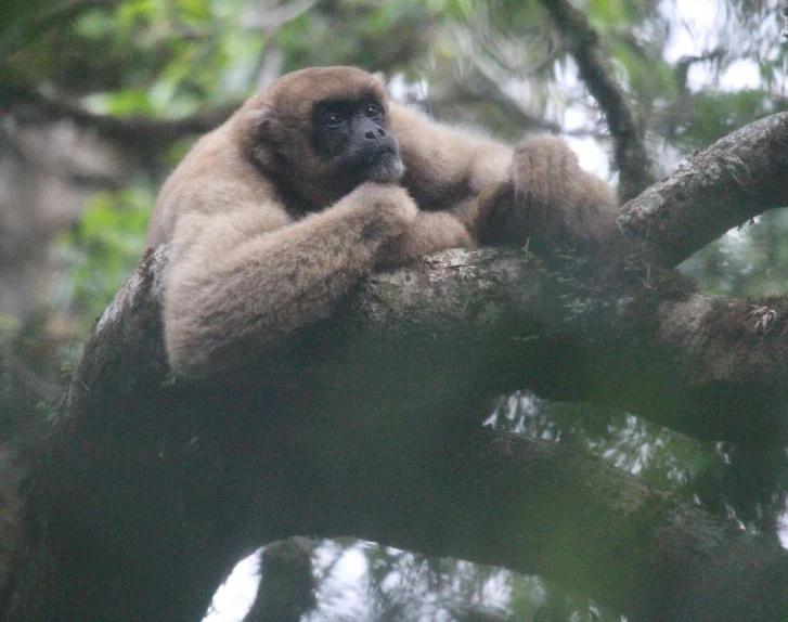 Bugio marrom descansando em um galho de árvore cercado por vegetação.