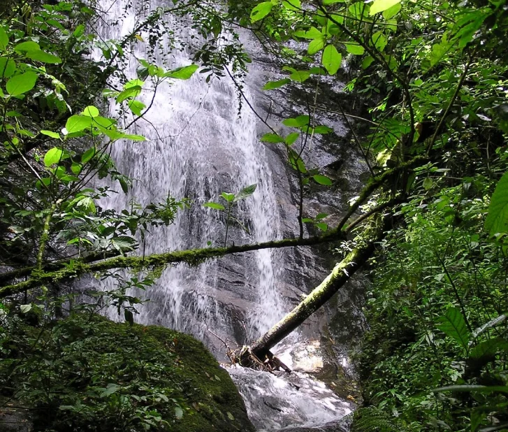 Cachoeira cercada por vegetação verde densa em uma floresta.