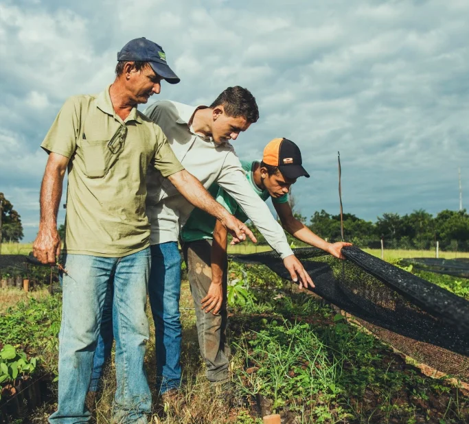 Três homens em um campo agrícola inspeccionando plantas sob rede de proteção.