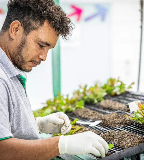 Homem com luvas manipulando mudas de plantas em bandejas de cultivo em ambiente controlado.