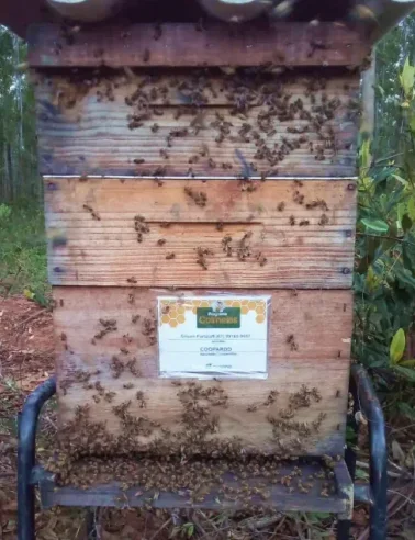 Colmeia de madeira com muitas abelhas na frente, localizada em área externa com vegetação ao redor.