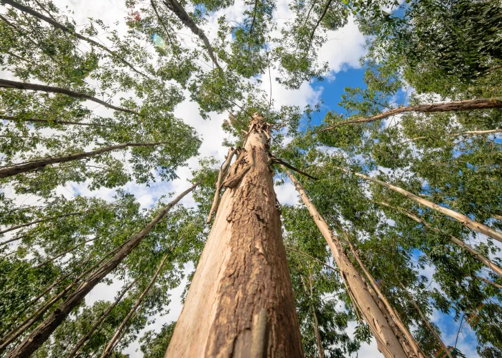 Tronco de árvore alto visto de baixo para cima, cercado por outras árvores com folhas verdes contra o céu azul com nuvens.
