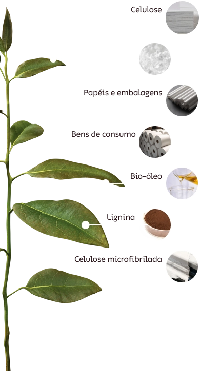 Gráfico ilustrando os componentes da muda de eucalipto: água, papel reciclado, massa celulósica, resina, celulose e camadas de fibra de vidro.
