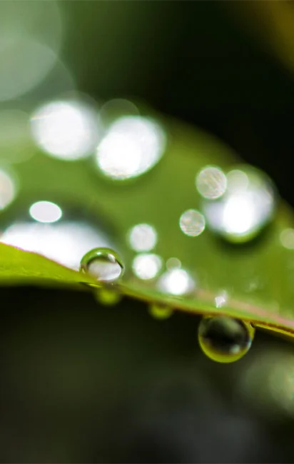 Gotas de água refletindo luz repousam sobre a borda de uma folha verde.