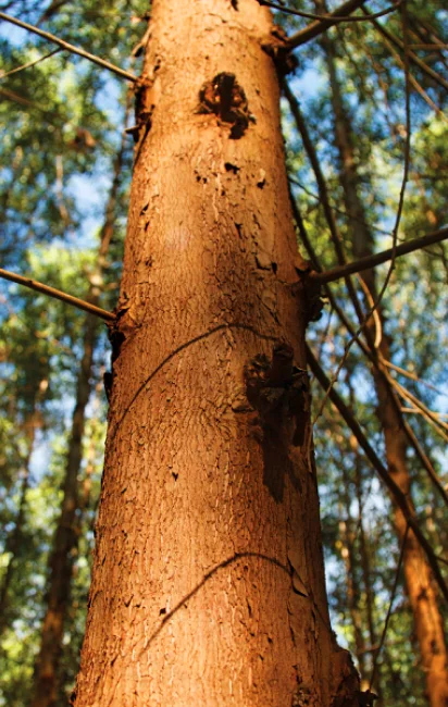 Tronco de árvore visto de baixo para cima, com galhos secos e luz solar filtrada entre as folhas ao fundo.